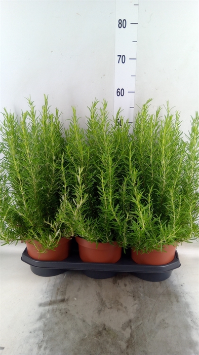 <h4>Rosmarinus officinalis   ...</h4>