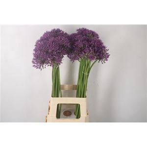 Allium Jackpot