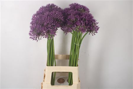 <h4>Allium Jackpot</h4>