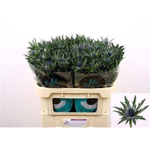 Eryngium Orion Qstar 70cm X30