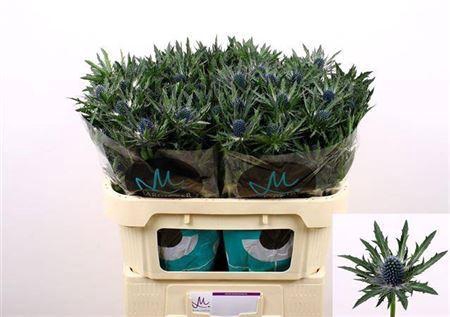 <h4>Eryngium Orion Qstar 70cm X30</h4>