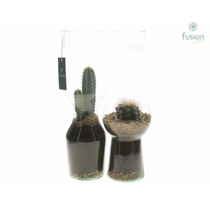 Green Bottle Man en Vrouw Large met Cactussen