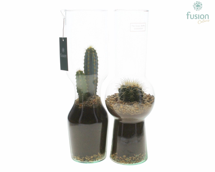 <h4>Green Bottle Man en Vrouw Large met Cactussen</h4>