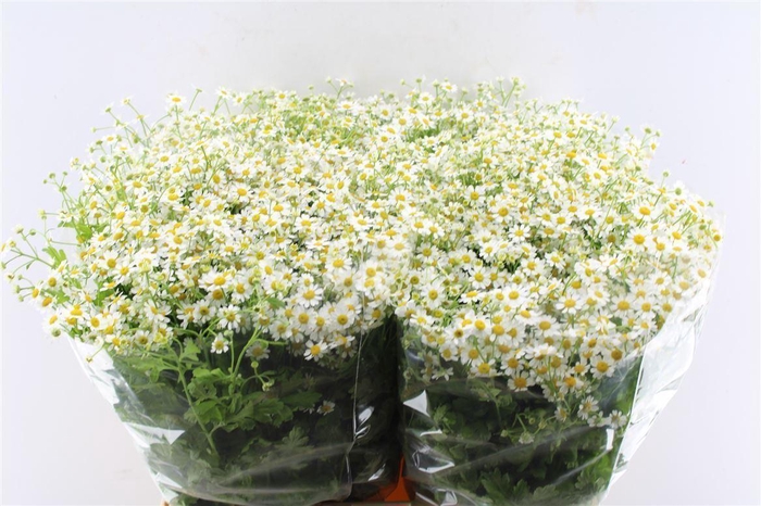 <h4>Tanacetum Single Vegmo</h4>