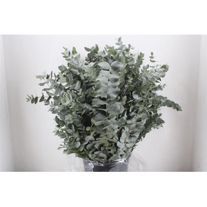 Euca Cinerea 400gr P Bunch