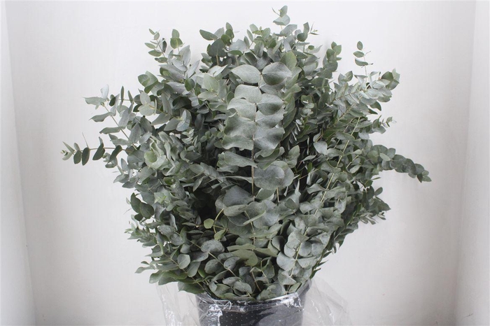 <h4>Euca Cinerea 400gr P Bunch</h4>