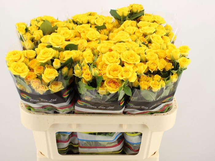 <h4>R TR YELLOW BABE</h4>