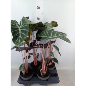 Alocasia   ...