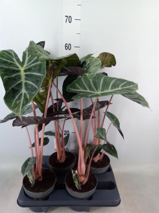 <h4>Alocasia ...</h4>