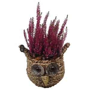 Arr.   Tuinplanten L%