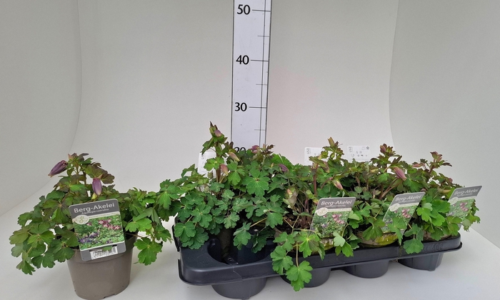 <h4>Aquil Caerulea</h4>