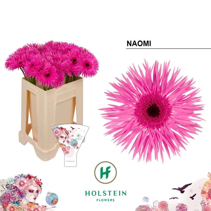 <h4>Gerbera Spider Naomi</h4>