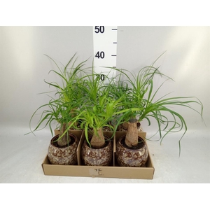 Beaucarnea recurvata
