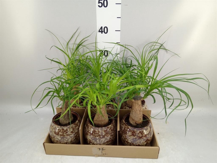 <h4>Beaucarnea recurvata</h4>