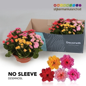 Kalanchoe No Sleeve - Carnaval