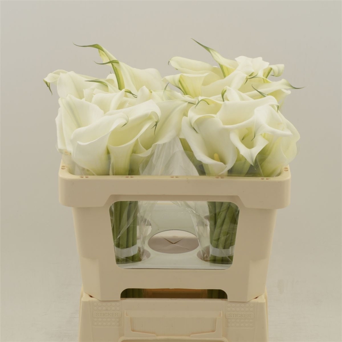 <h4>Calla White Art | Heavy Quality</h4>