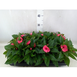 Impatiens NG 'ColPow Rose'