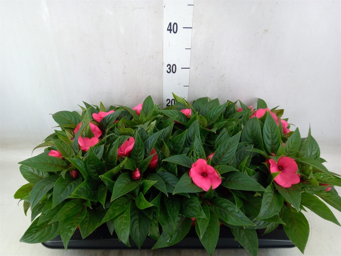 <h4>Impatiens NG 'ColPow Rose'</h4>