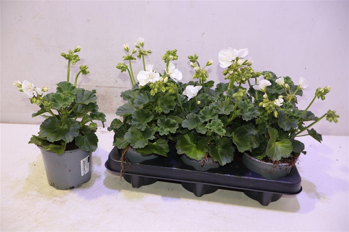 <h4>Pel Zon Sa White</h4>