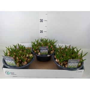 Muscari  'Casablanca'