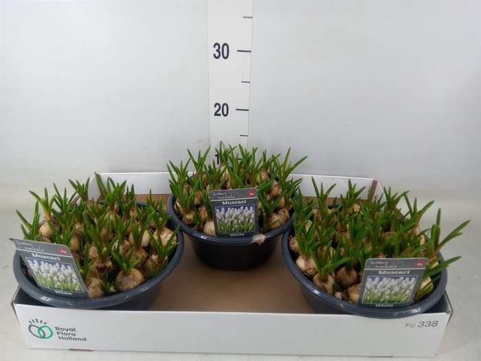 <h4>Muscari 'Casablanca'</h4>