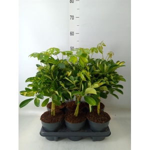 Schefflera arbor.   ...