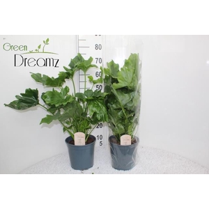 Philodendron Selloum 21Ø 70cm