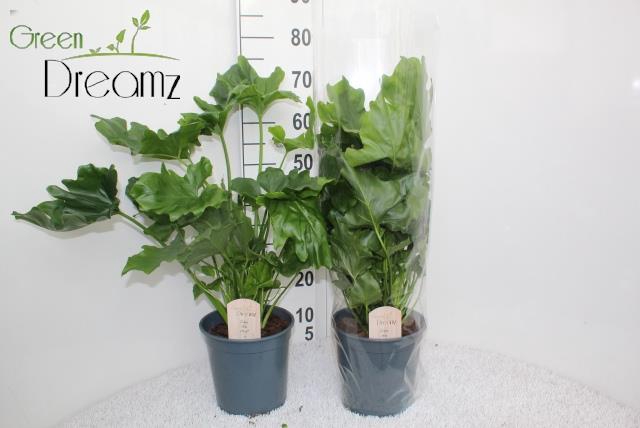 Philodendron Selloum 21Ø 70cm
