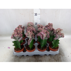 Euphorbia lactea