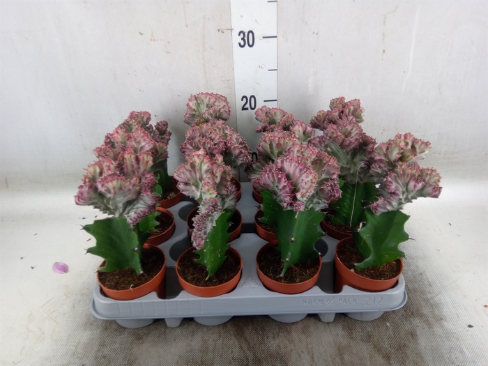 <h4>Euphorbia lactea</h4>