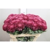 Chr. G 'Bigoudi Purple'