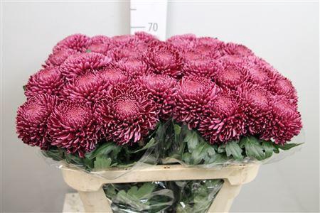 <h4>Chr. G 'Bigoudi Purple'</h4>