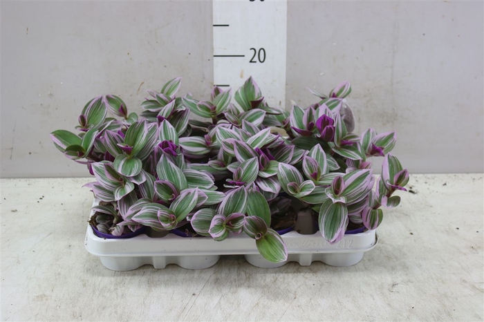 <h4>Tradescantia Albiflora 'nanouk'</h4>