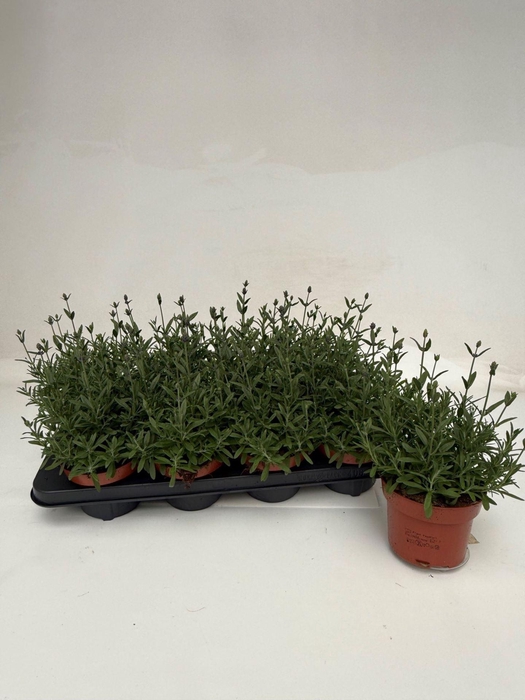 Lavandula angustifolia Hidcote