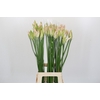 Nerine Bicolor Bionce