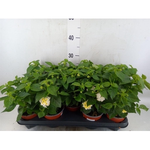 Lantana camara 'Havana White'