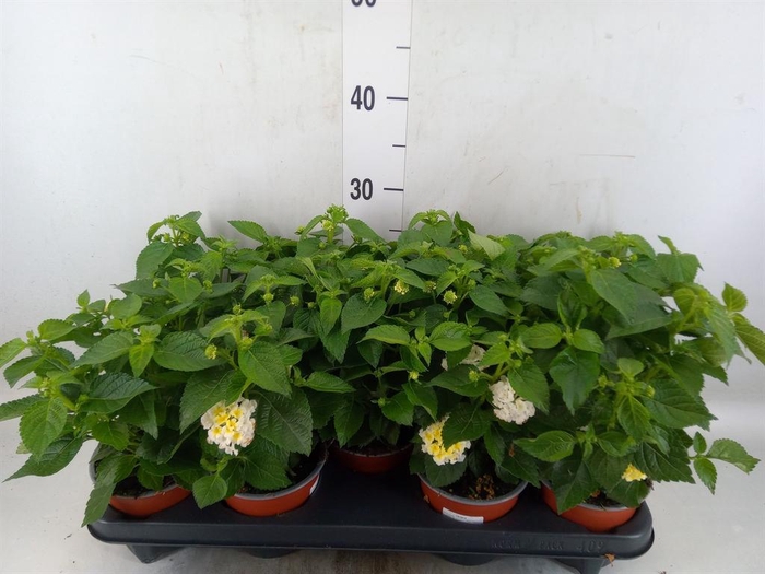 <h4>Lantana camara 'Havana White'</h4>