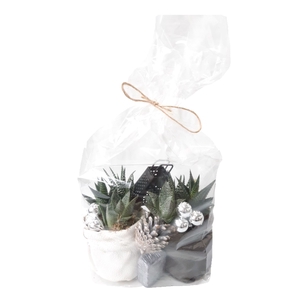 Arr.   Kamerplant Groen L%