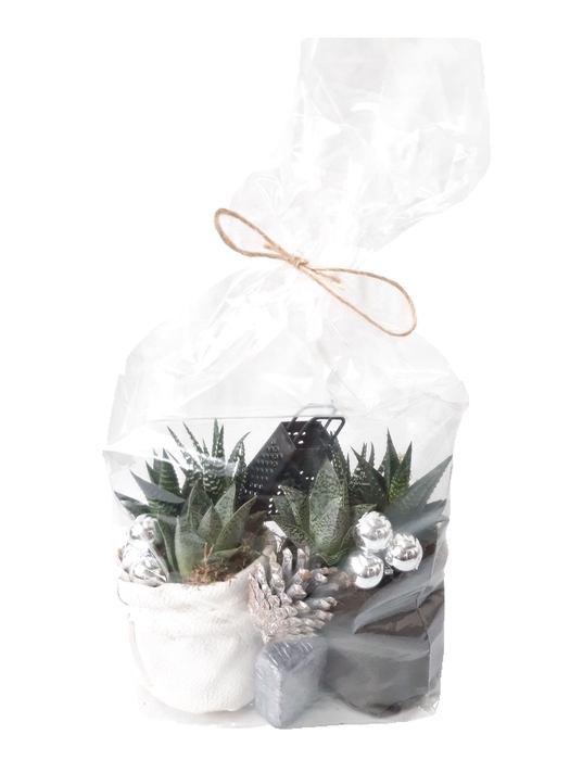 <h4>Arr.   Kamerplant Groen L%</h4>