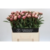 Paeonia Sarah Bernhardt