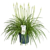 Agapanthus Amourette Superb White
