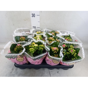 Kalanchoe blos.   ..mix