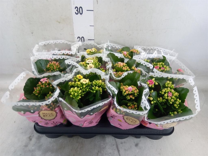 <h4>Kalanchoe blos.   ..mix</h4>