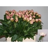 Paeo Gardenia