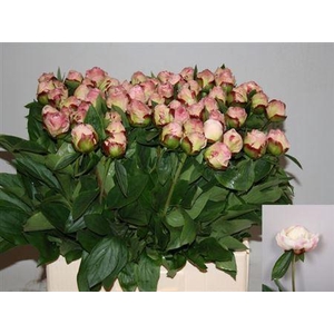 Paeo Gardenia