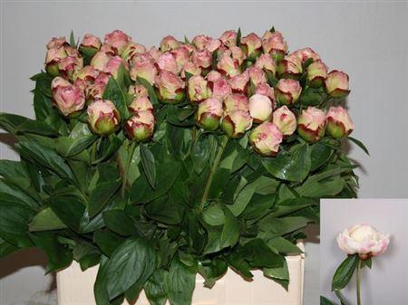 <h4>Paeo Gardenia</h4>