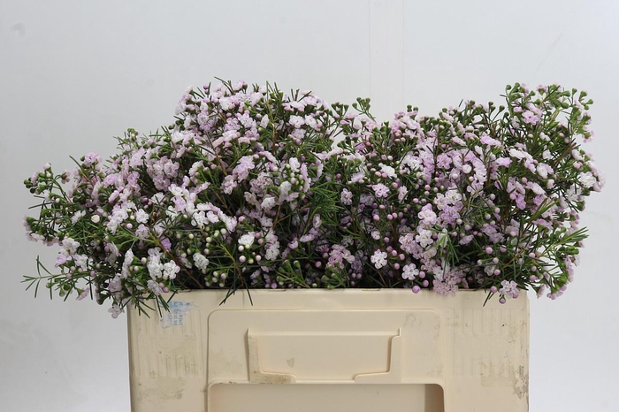 <h4>Chamelaucium Dancing Queen</h4>