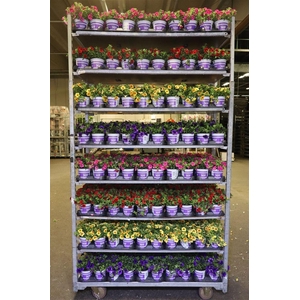 arr8 Calib Mixk 1 Kleur Per Tray
