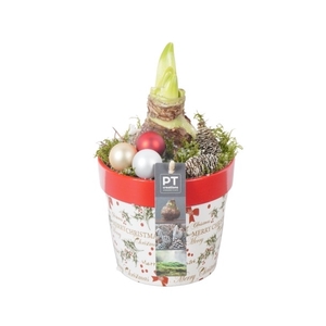 PTACH8233 Arrangement Amaryllis Kerst in keramiek pot