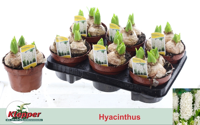 <h4>HYACIN WHITE PEARL</h4>